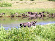 USA-Montana-Yellowstone Pack Trips